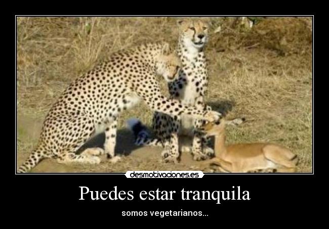 Puedes estar tranquila -