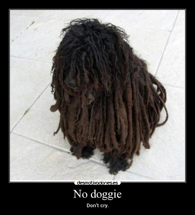 No doggie - Dont cry.
