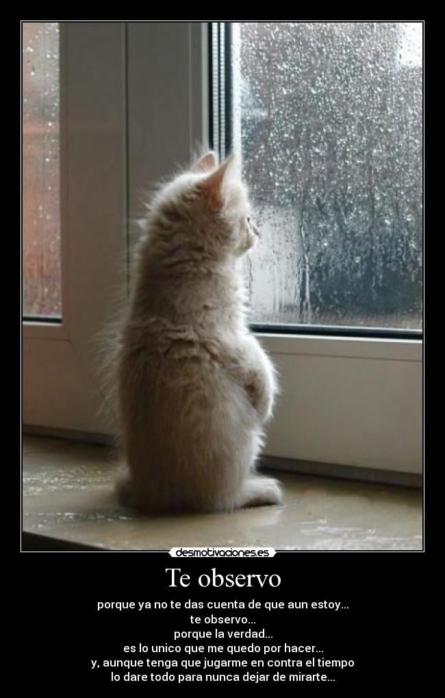 Te observo - porque ya no te das cuenta de que aun estoy...
te observo...
porque la verdad...
es lo unico que me quedo por hacer...
y, aunque tenga que jugarme en contra el tiempo
lo dare todo para nunca dejar de mirarte...