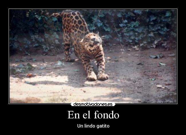 En el fondo - Un lindo gatito