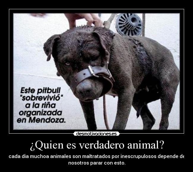 ¿Quien es verdadero animal? -