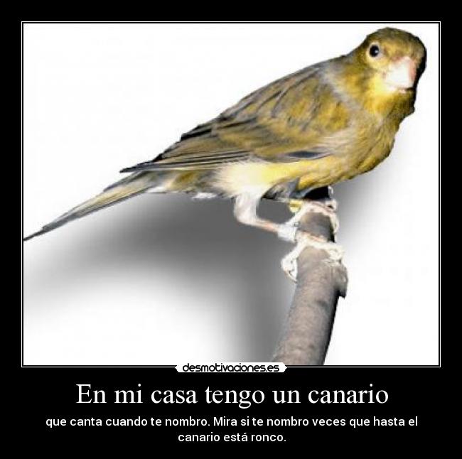 carteles casa casa tengo canario que canta cuando nombro mira nombro veces que hasta canario desmotivaciones