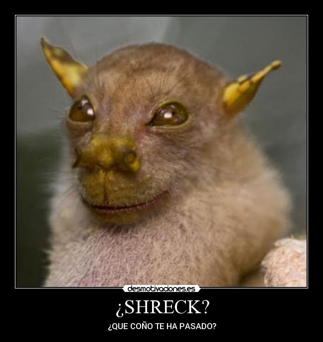 ¿SHRECK? - ¿QUE COÑO TE HA PASADO?