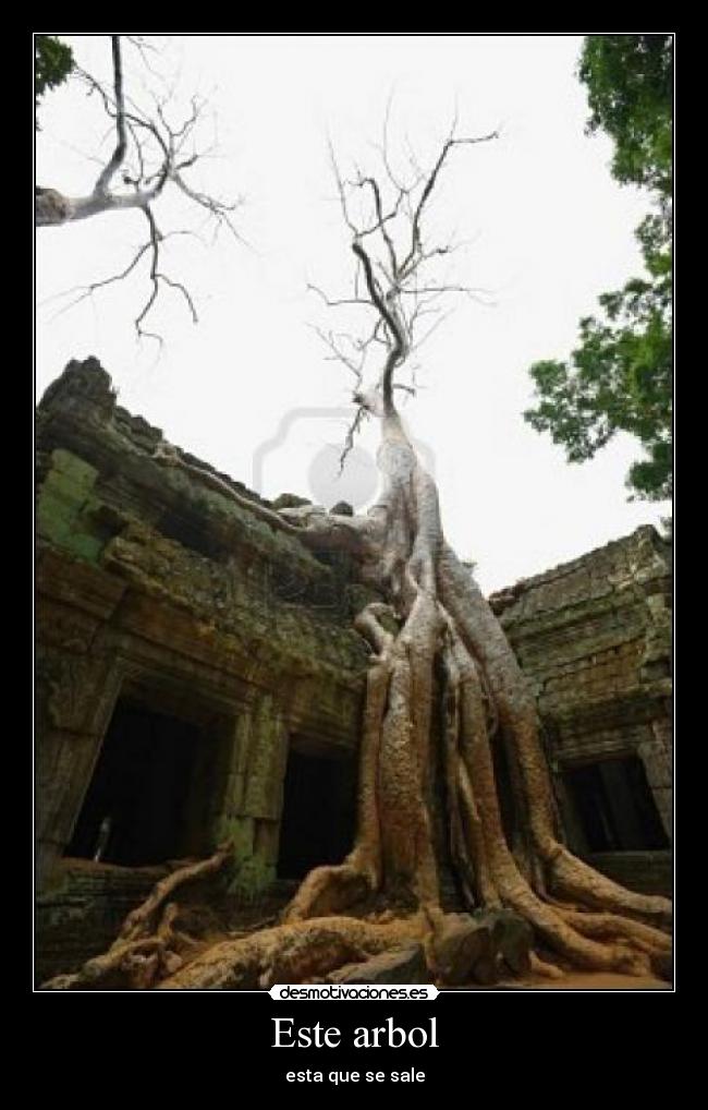Este arbol - esta que se sale