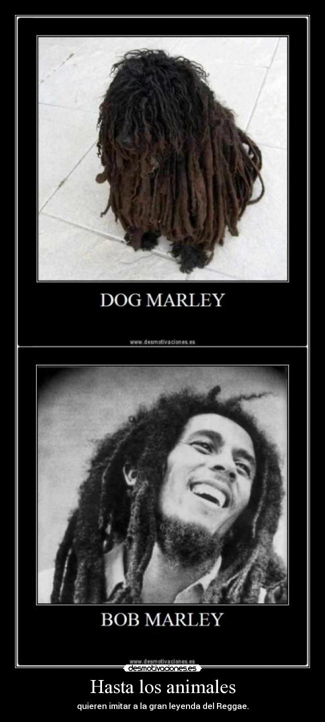 Hasta los animales -