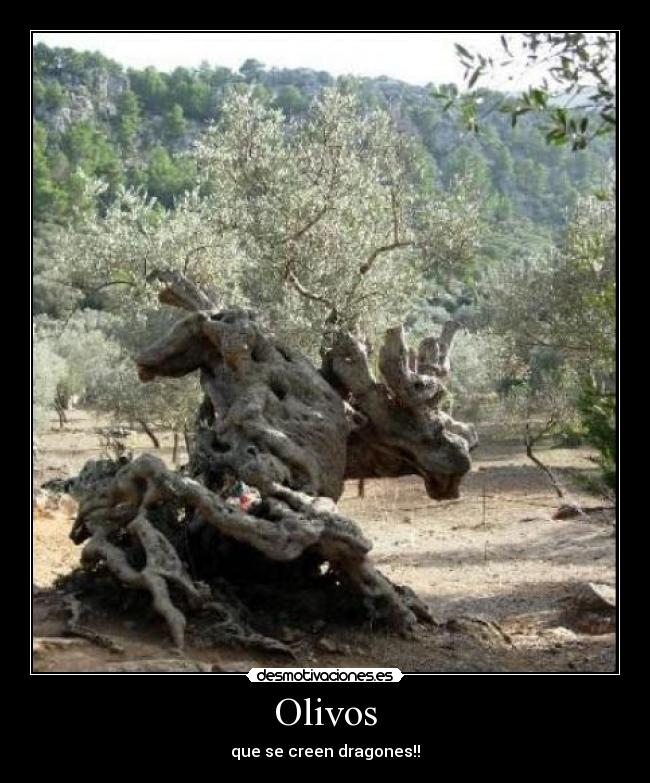 Olivos - que se creen dragones!!