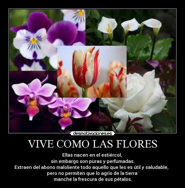 carteles vive como las flores desmotivaciones