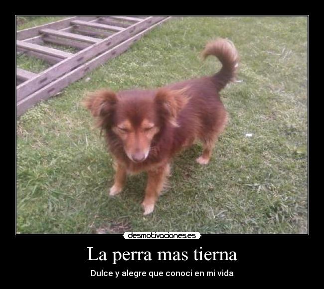 La perra mas tierna - 