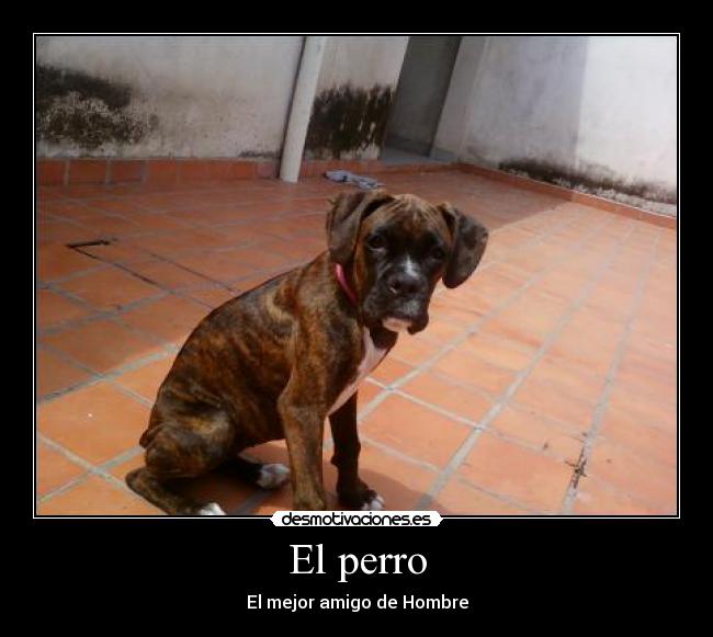 carteles mejor amigo del hombre desmotivaciones