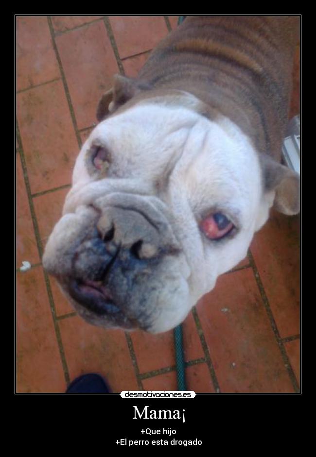 Mama¡ - +Que hijo
+El perro esta drogado