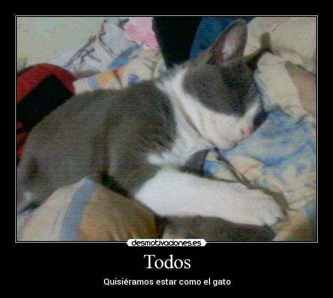 Todos - Quisiéramos estar como el gato