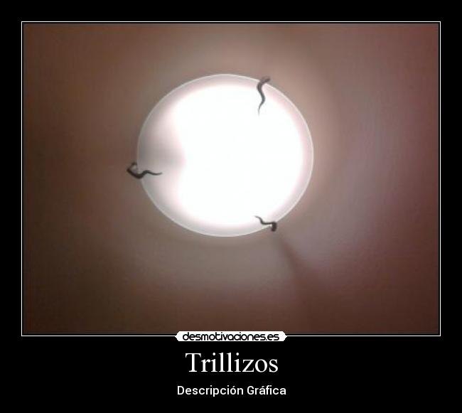 Trillizos - Descripción Gráfica