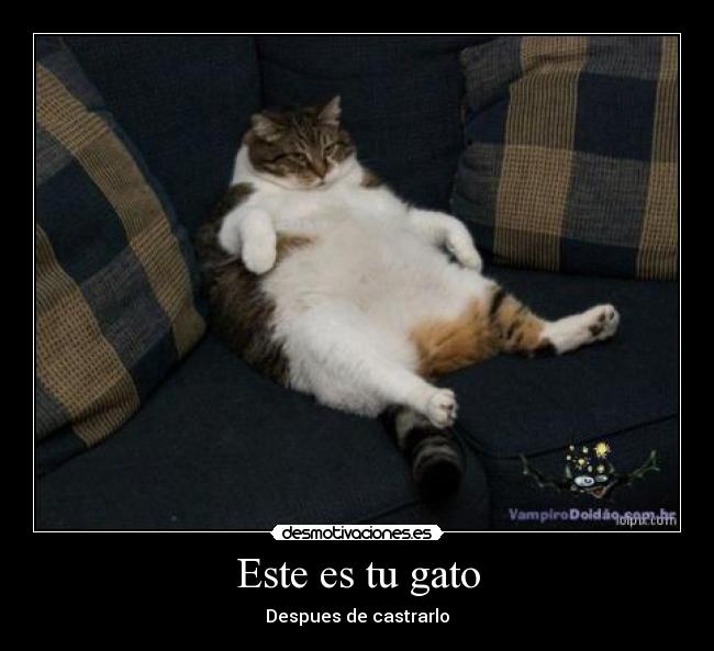 Este es tu gato - 