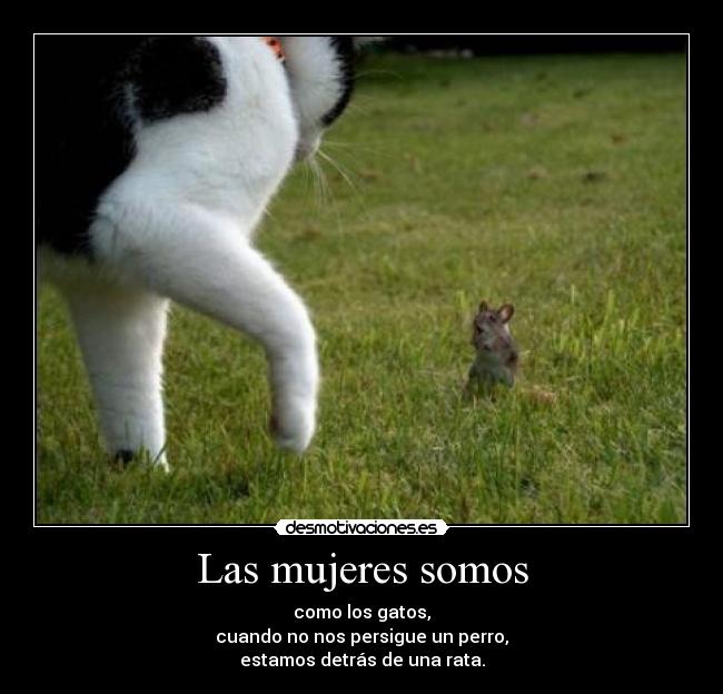 Las mujeres somos - como los gatos,
cuando no nos persigue un perro,
estamos detrás de una rata.