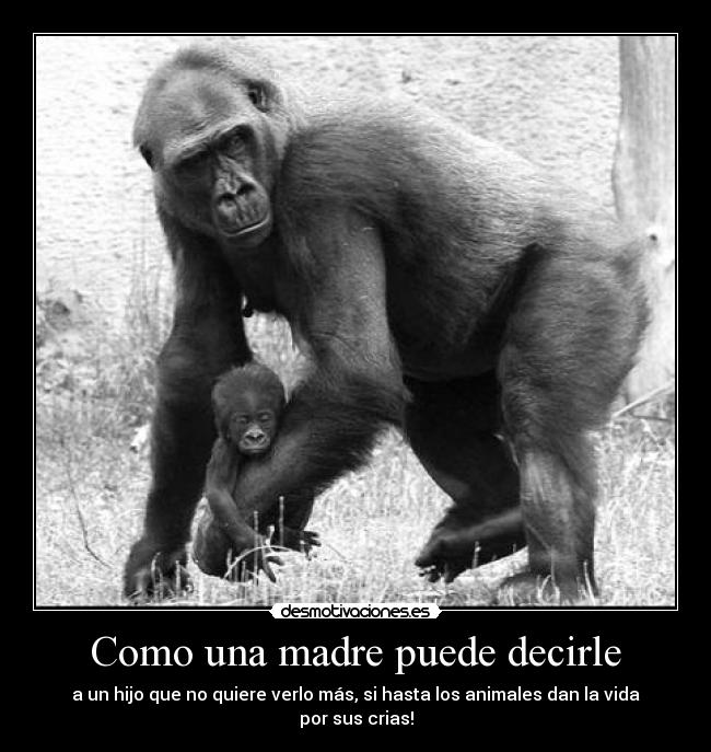 Como una madre puede decirle - a un hijo que no quiere verlo más, si hasta los animales dan la vida por sus crias!