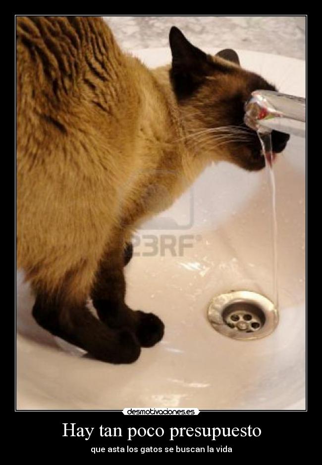 Hay tan poco presupuesto - que asta los gatos se buscan la vida