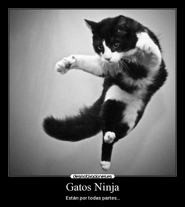 Gatos Ninja - Están por todas partes...