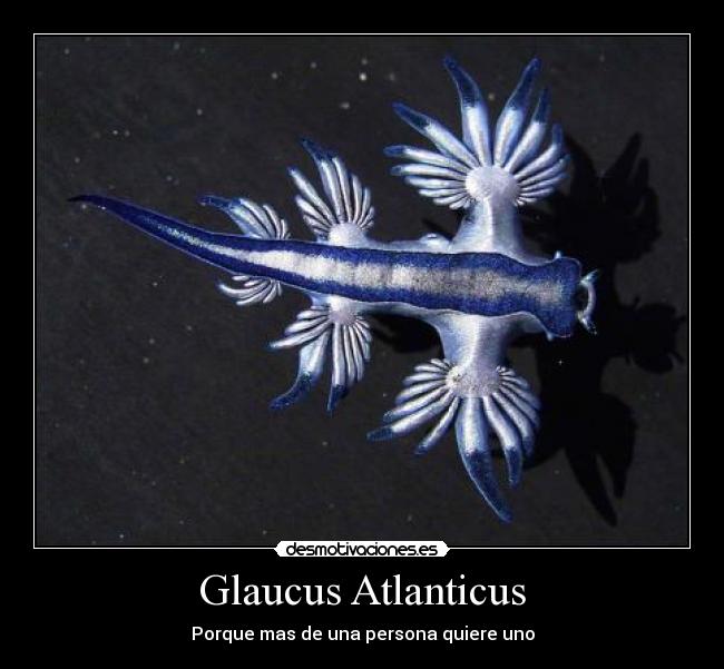 Glaucus Atlanticus -