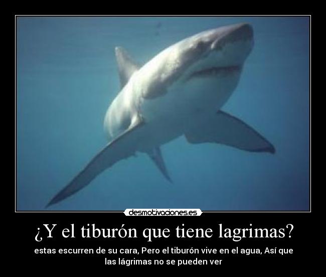 ¿Y el tiburón que tiene lagrimas? -