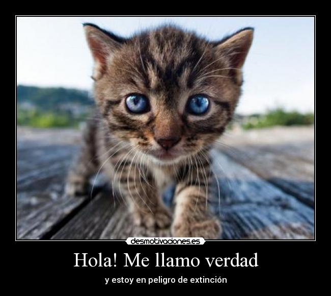 Hola! Me llamo verdad - 