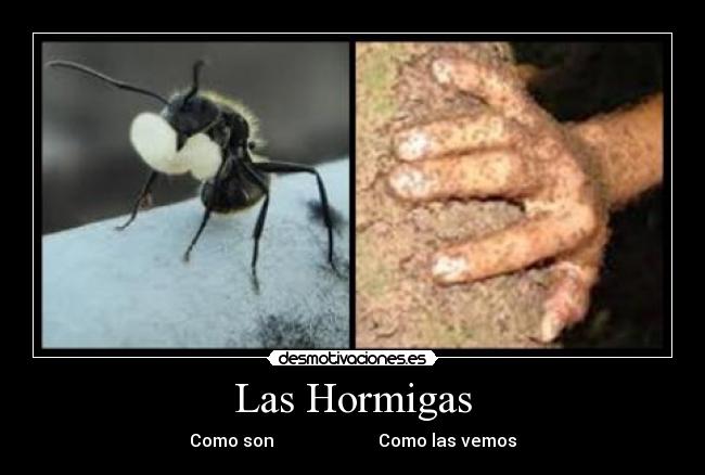 carteles las hormigas desmotivaciones