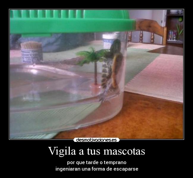 Vigila a tus mascotas - por que tarde o temprano
ingeniaran una forma de escaparse