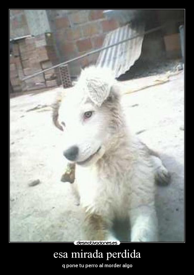 carteles lokky desmotivaciones