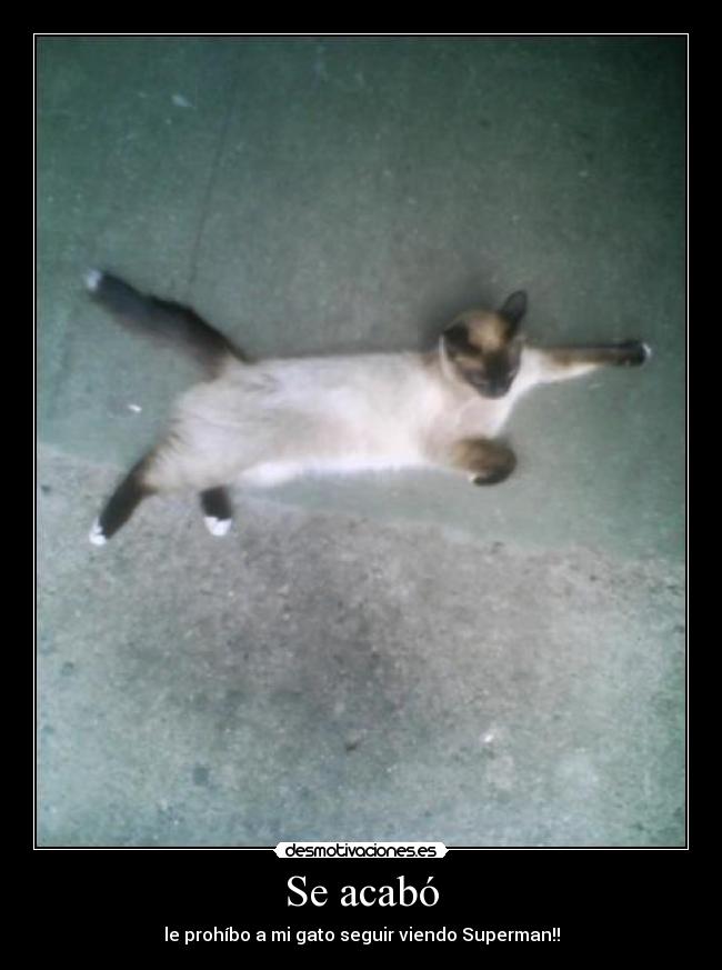 Se acabó - le prohíbo a mi gato seguir viendo Superman!!