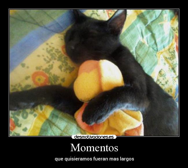 carteles gatos tierno desmotivaciones