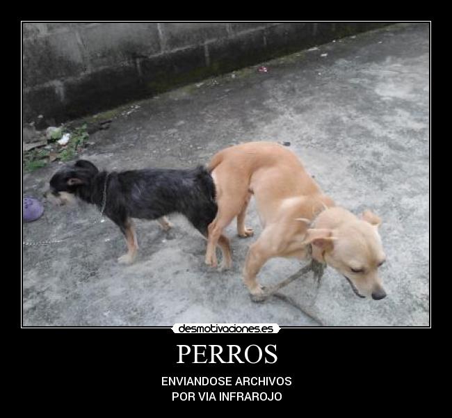 PERROS - 