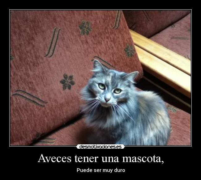 carteles pelusa desmotivaciones