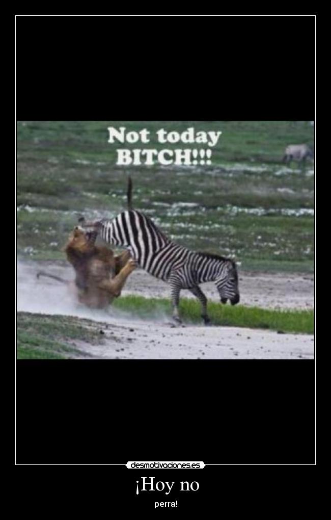 carteles leon hoy zebra desmotivaciones