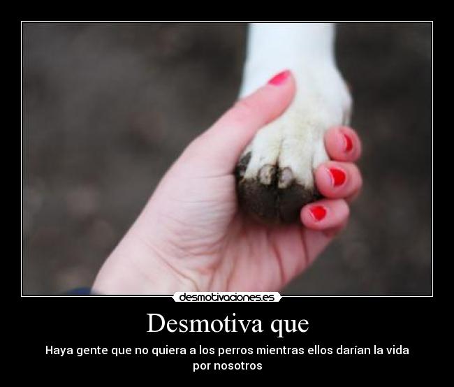 Desmotiva que - Haya gente que no quiera a los perros mientras ellos darían la vida por nosotros