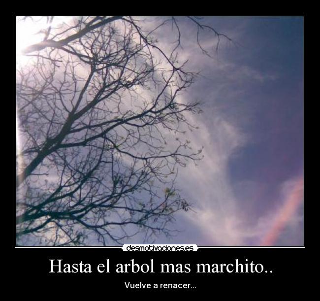 Hasta el arbol mas marchito.. - 