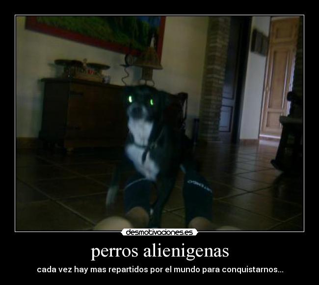 perros alienigenas -