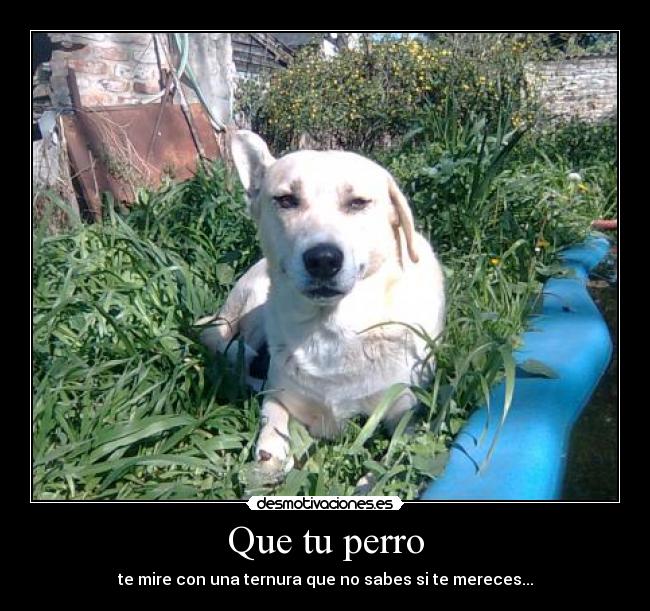 Que tu perro -