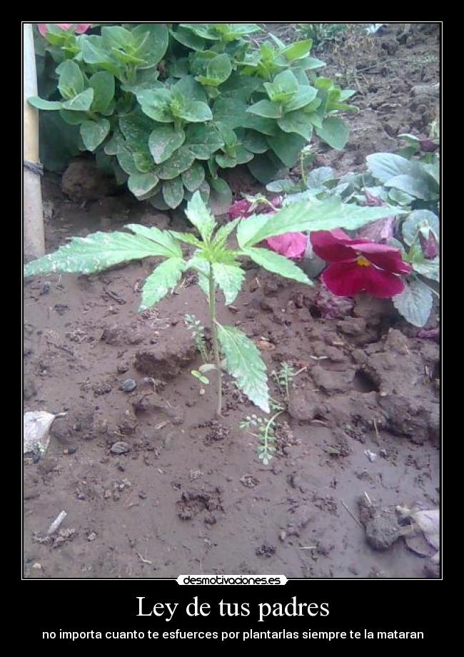 Ley de tus padres - no importa cuanto te esfuerces por plantarlas siempre te la mataran
