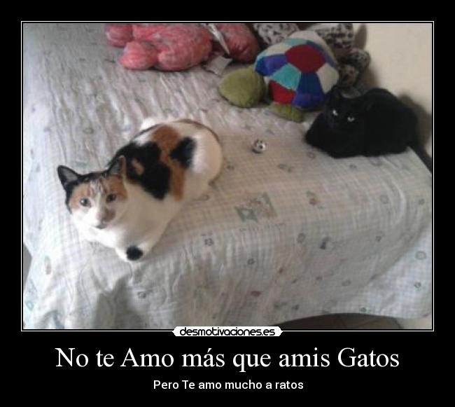 No te Amo más que amis Gatos - 
