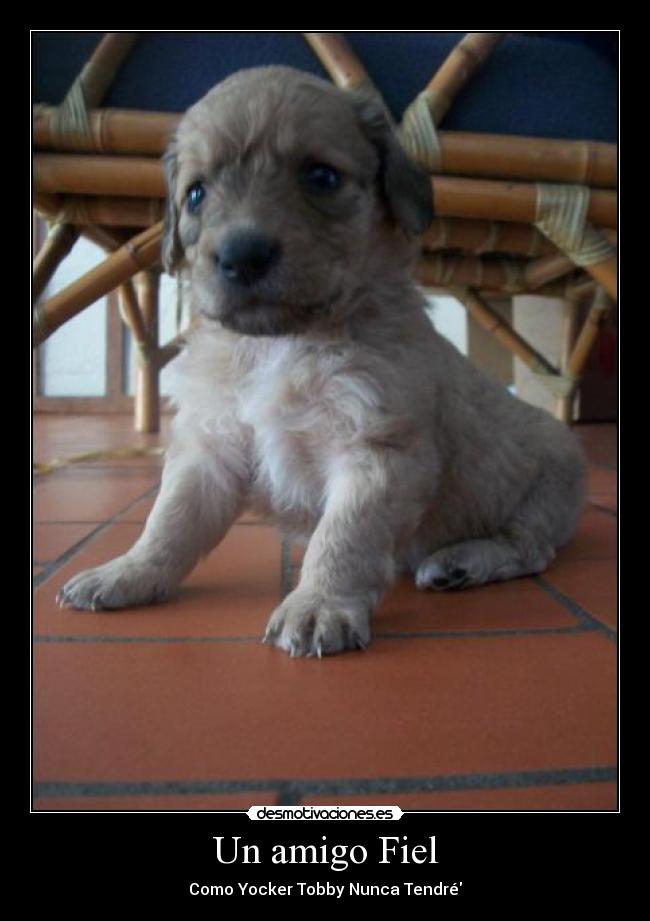 Un amigo Fiel - Como Yocker Tobby Nunca Tendré