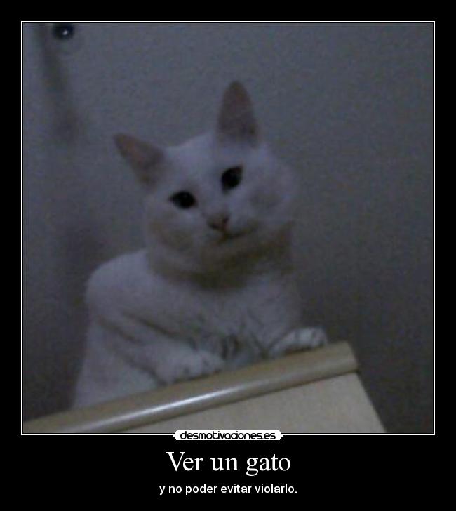 Ver un gato -