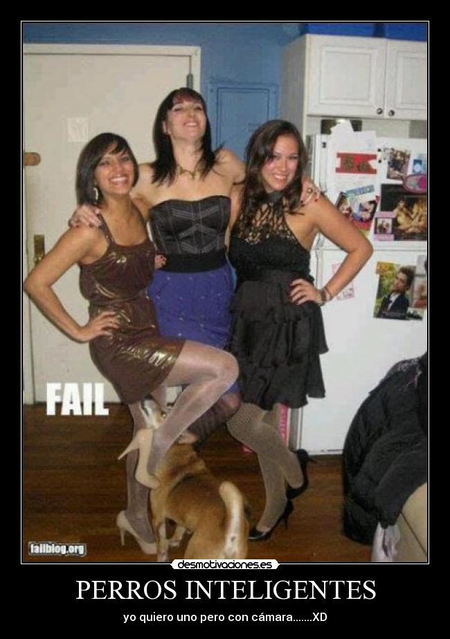 PERROS INTELIGENTES - yo quiero uno pero con cámara.......XD