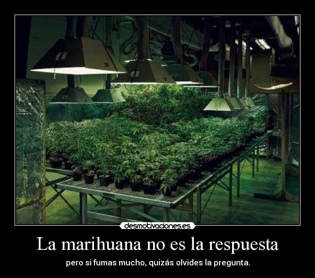 La marihuana no es la respuesta -