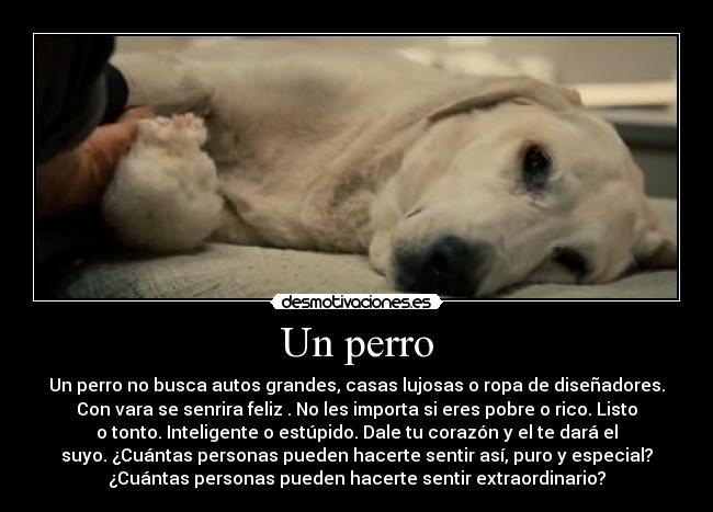 Un perro -
