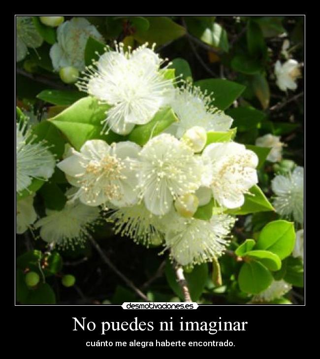 No puedes ni imaginar - cuánto me alegra haberte encontrado.