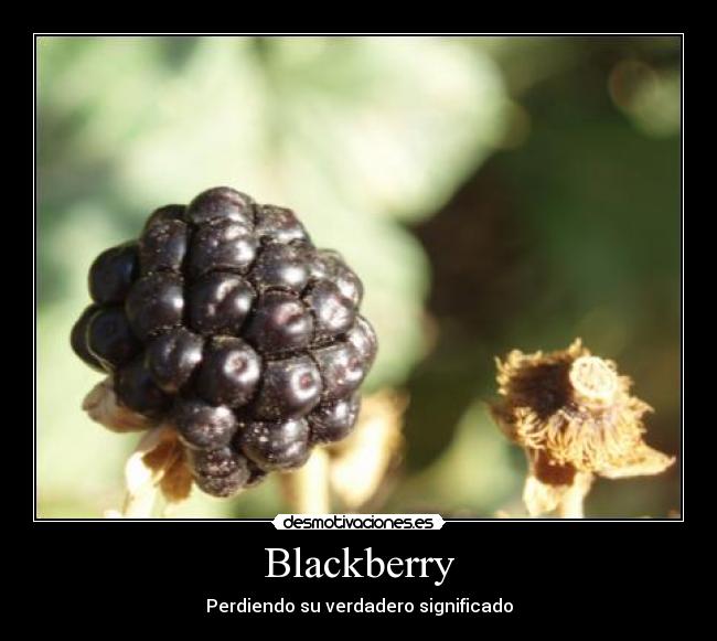 Blackberry - 