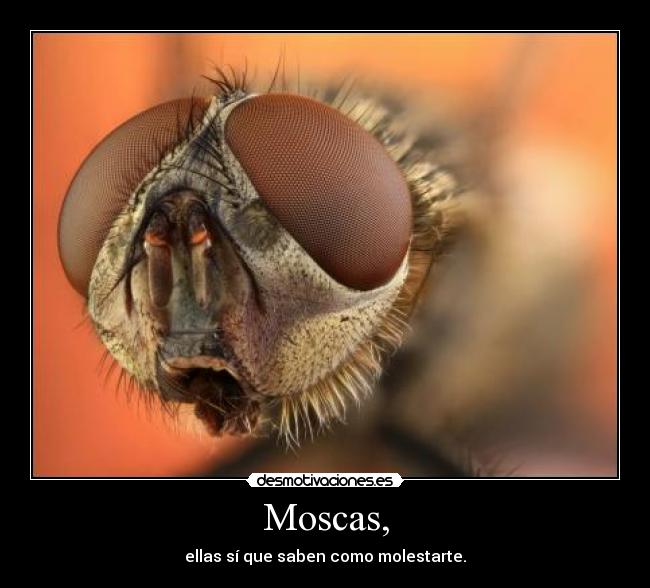 Moscas, - ellas sí que saben como molestarte.