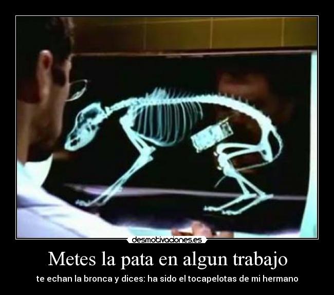 Metes la pata en algun trabajo - 
