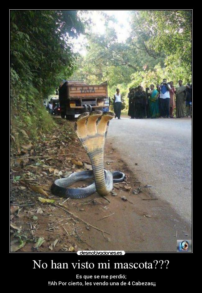 No han visto mi mascota??? - Es que se me perdió;
!!Ah Por cierto, les vendo una de 4 Cabezas¡¡