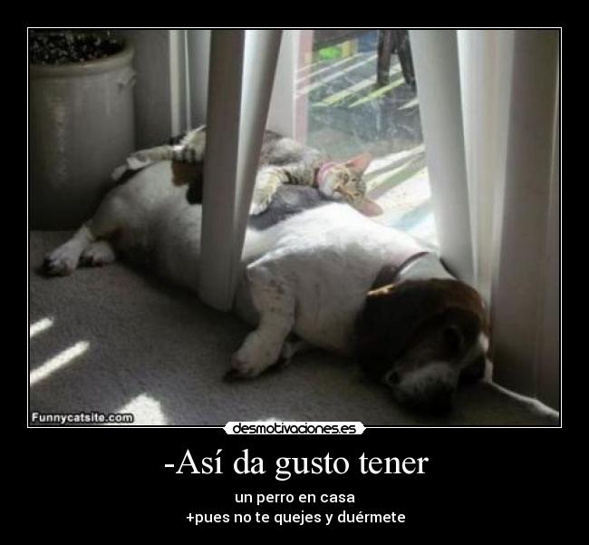-Así da gusto tener - un perro en casa
+pues no te quejes y duérmete