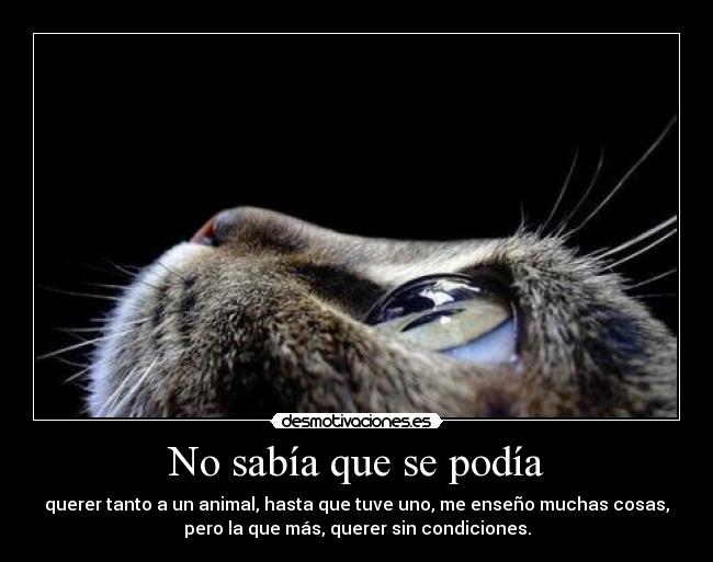 No sabía que se podía - querer tanto a un animal, hasta que tuve uno, me enseño muchas cosas,
pero la que más, querer sin condiciones.